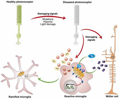 Microglia Activation and Immunomodulatory Therapies for Retinal Degenerations